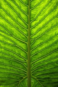 切尔西再次胜门兴格拉德巴赫，晋级欧冠半决赛，伊涅斯塔梅开二度